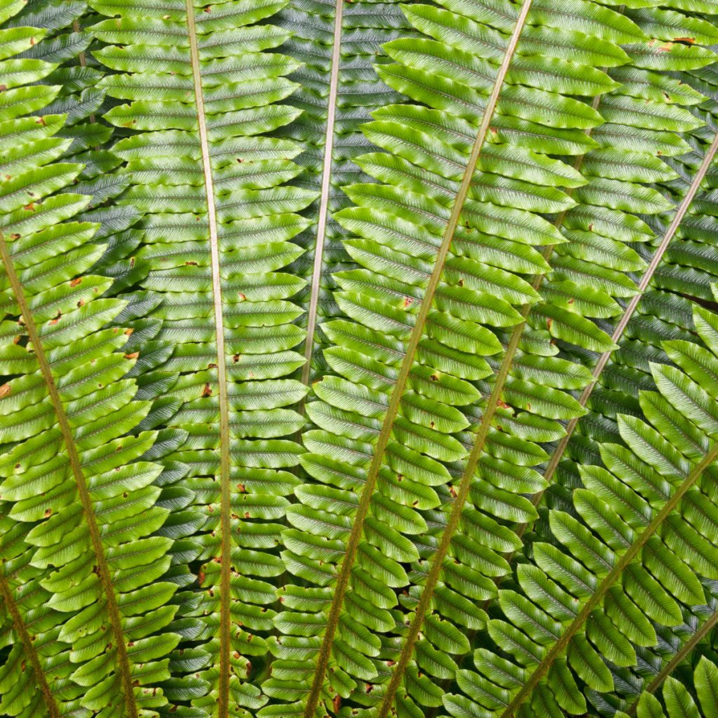 Blechnum discolor - Felce