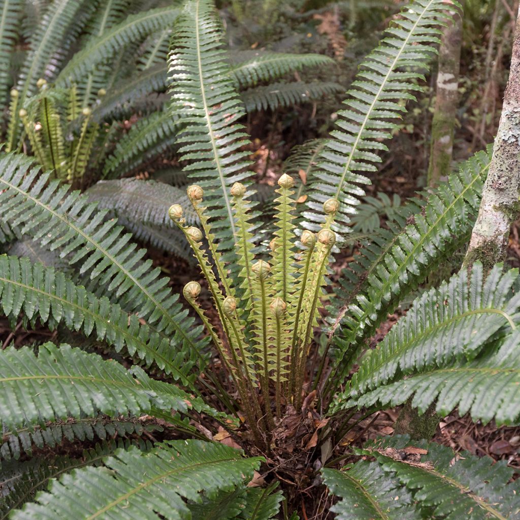 Blechnum discolor - Felce