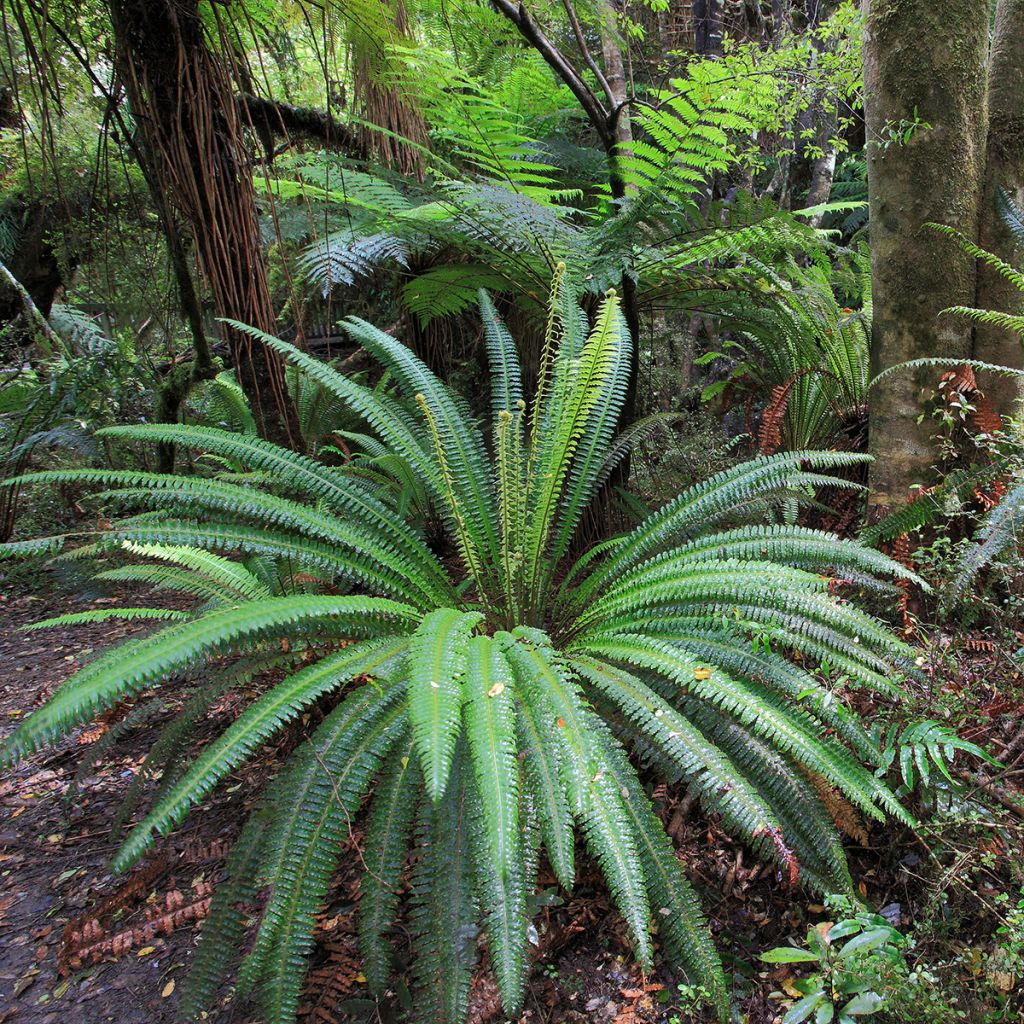 Blechnum discolor - Felce