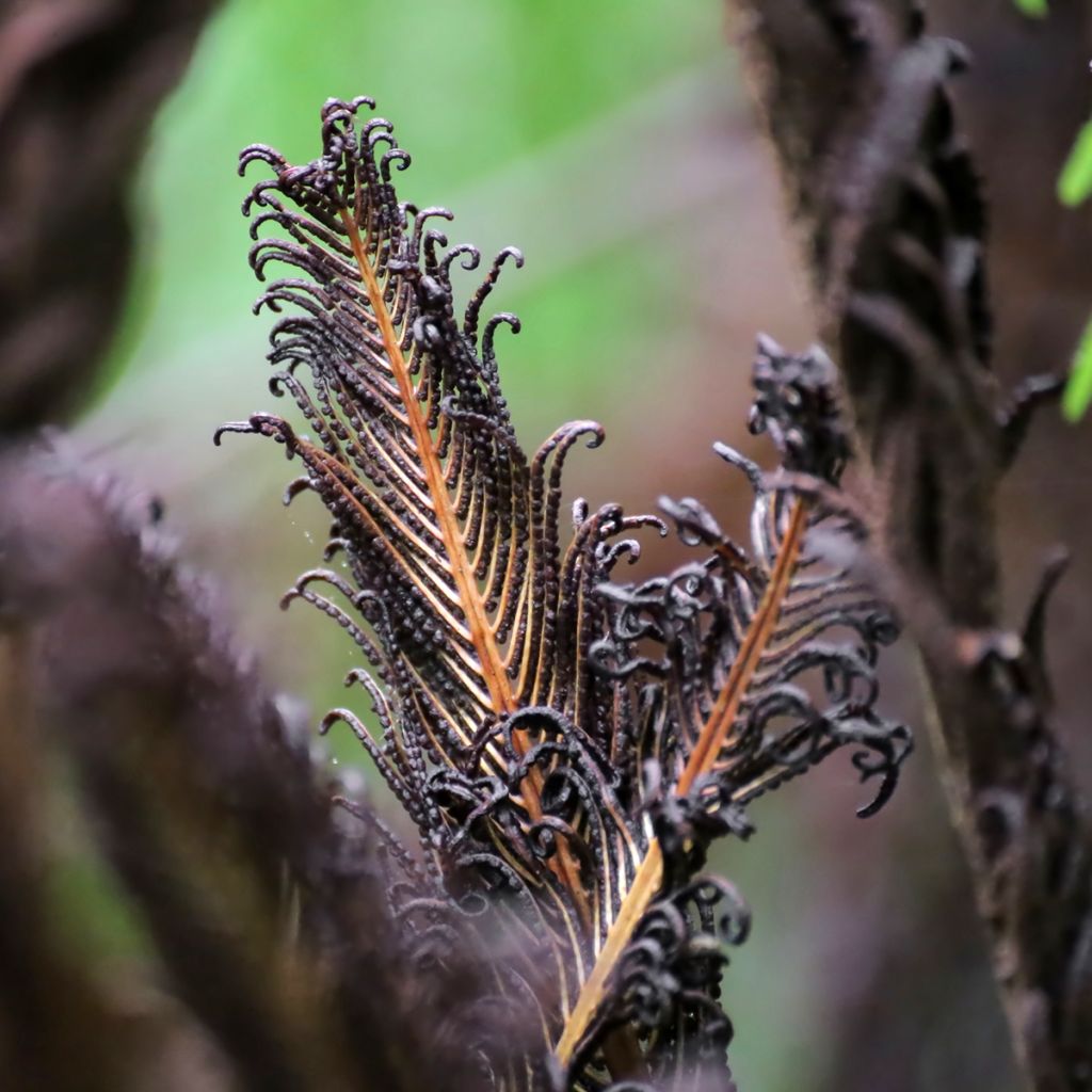 Blechnum discolor - Felce