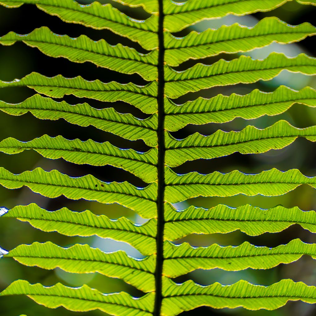 Blechnum discolor - Felce