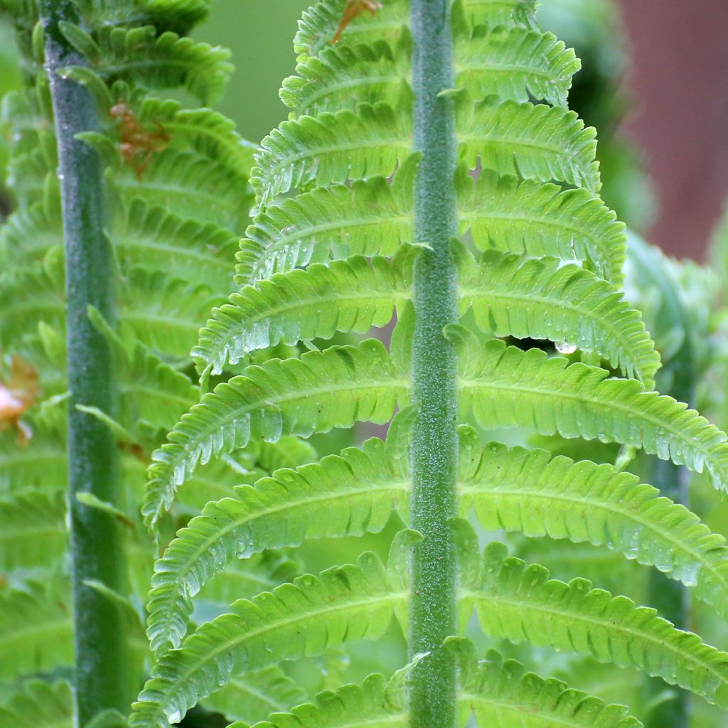 Blechnum discolor - Felce