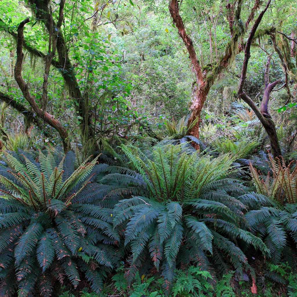 Blechnum discolor - Felce
