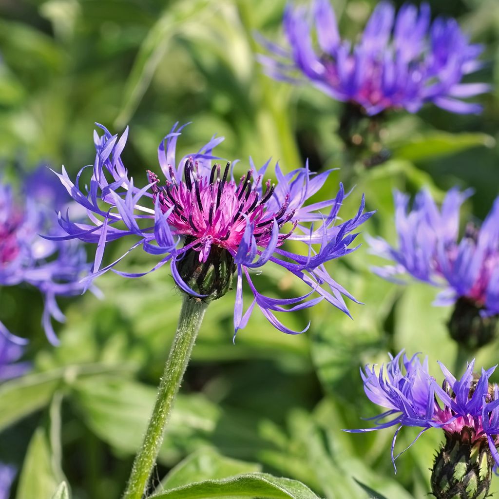 Centaurea montana - Fiordaliso montano