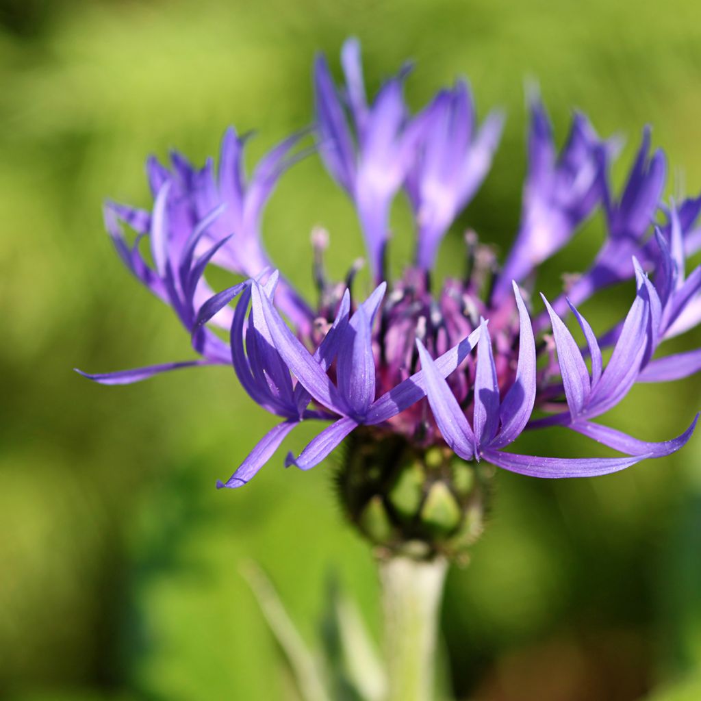 Centaurea montana - Fiordaliso montano
