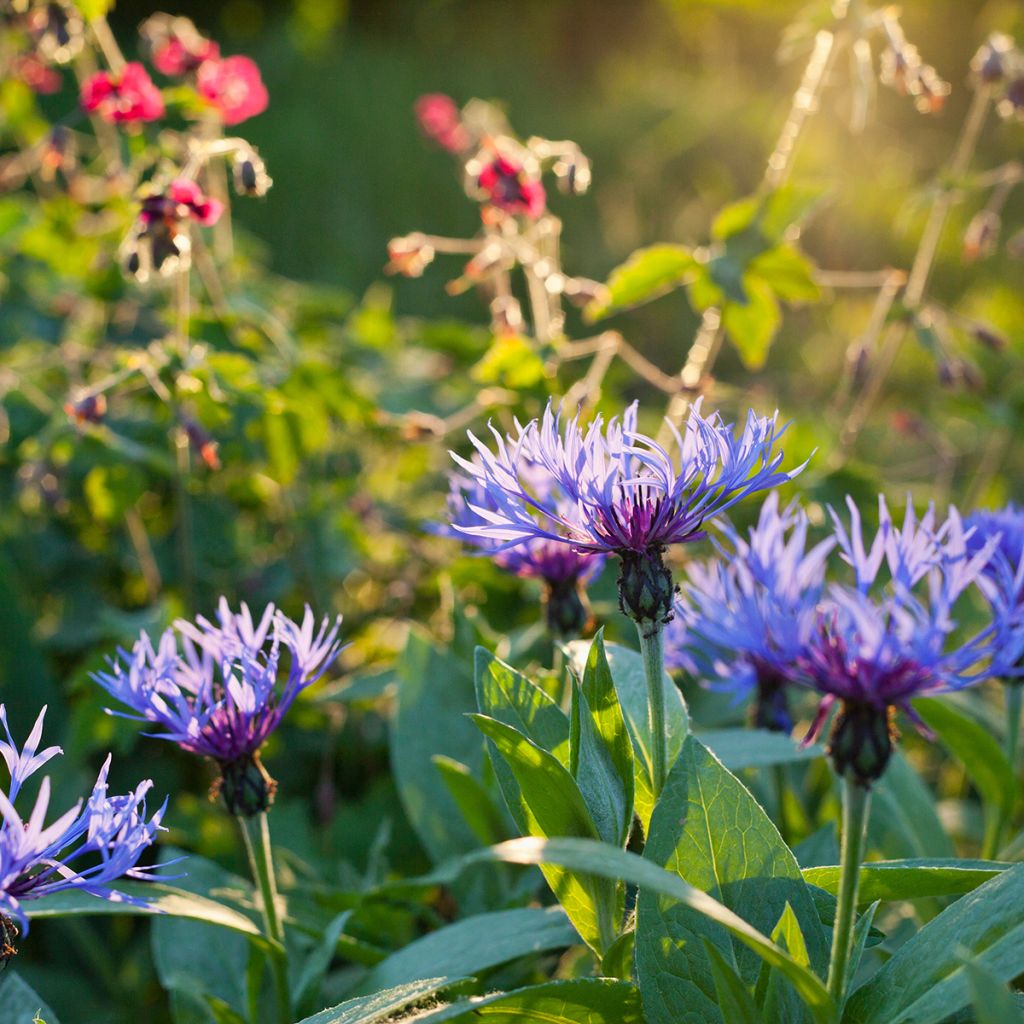 Centaurea montana - Fiordaliso montano