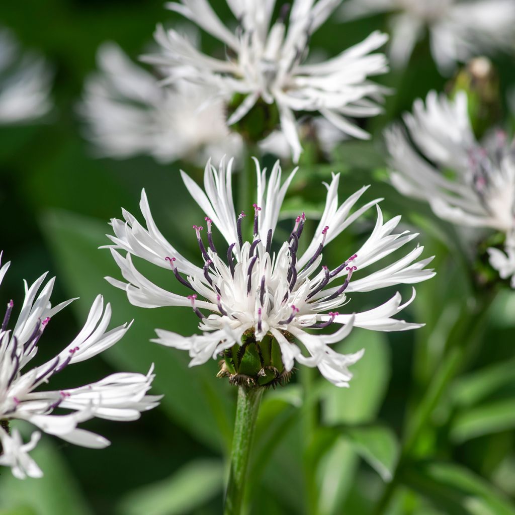Centaurea montana Alba - Fiordaliso montano