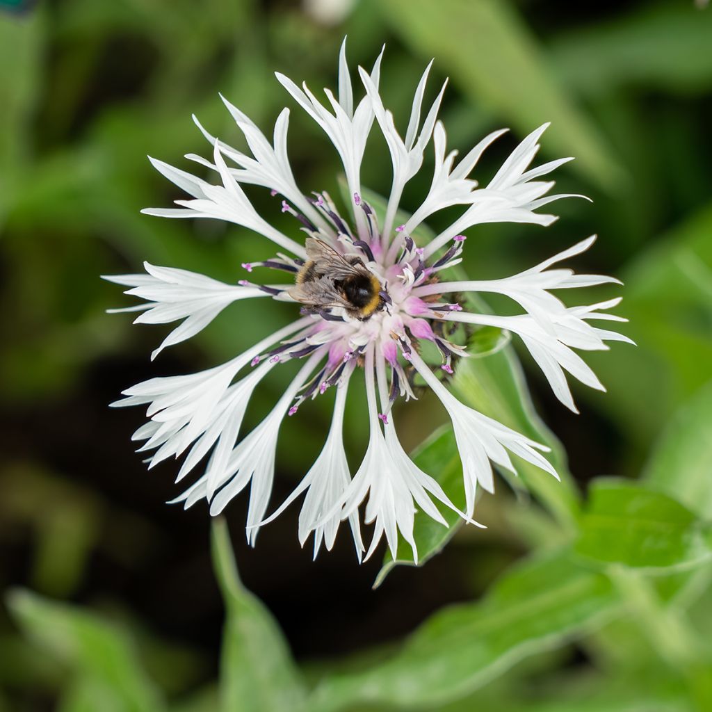 Centaurea montana Alba - Fiordaliso montano