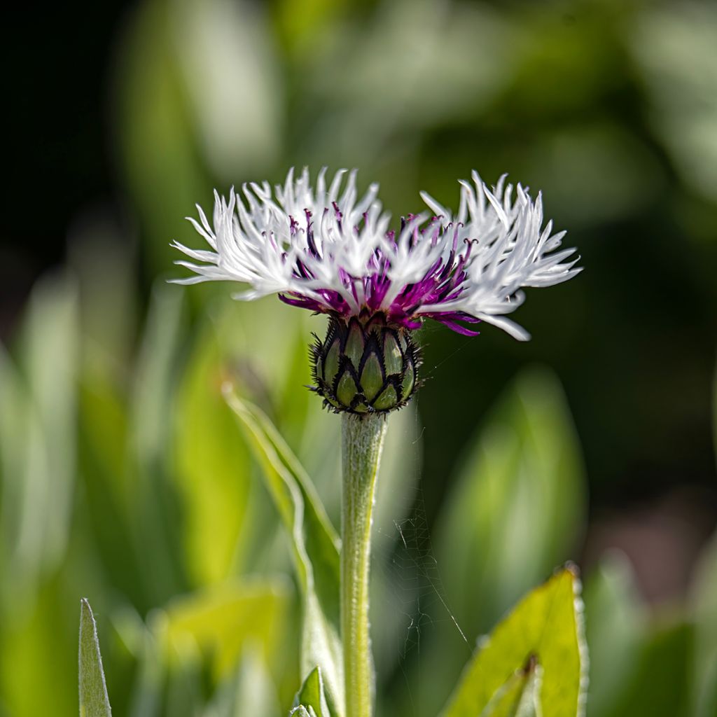 Centaurea montana Purple Heart - Fiordaliso montano