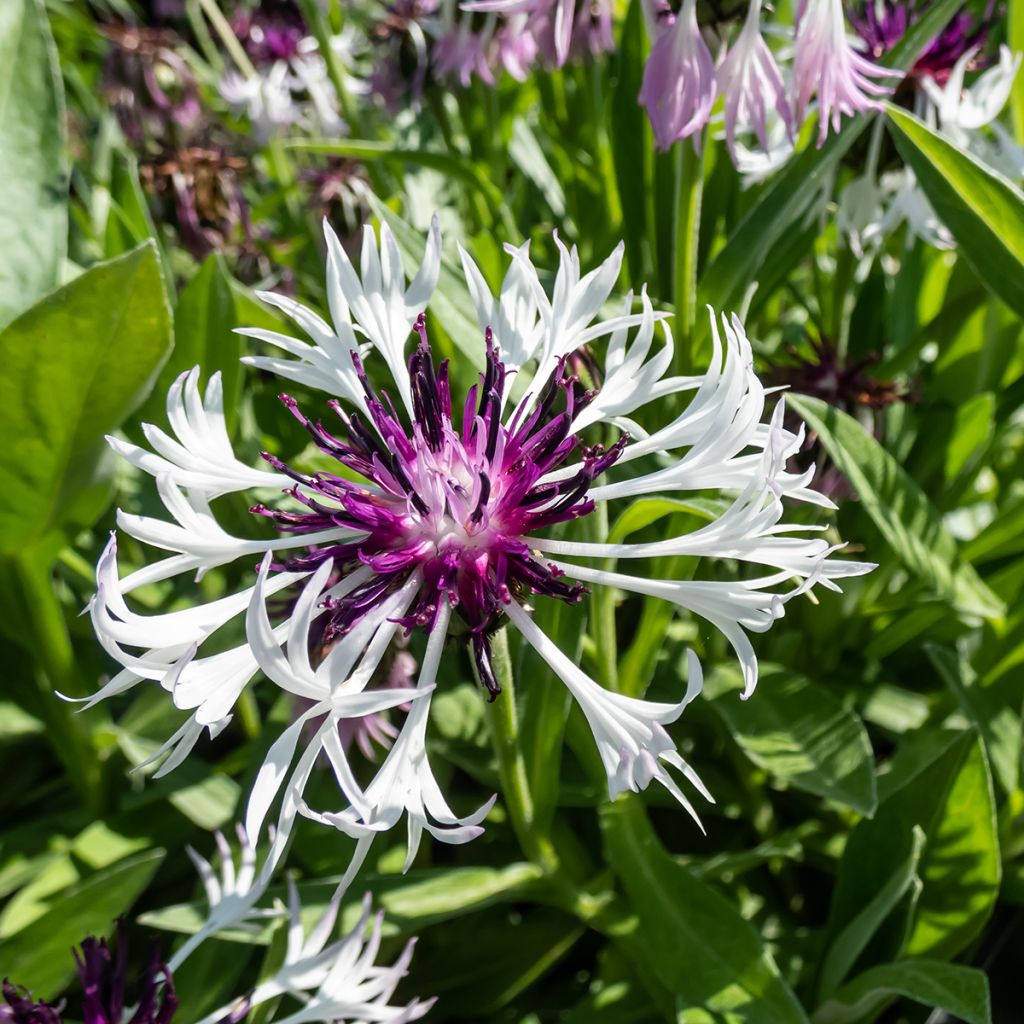 Centaurea montana Purple Heart - Fiordaliso montano