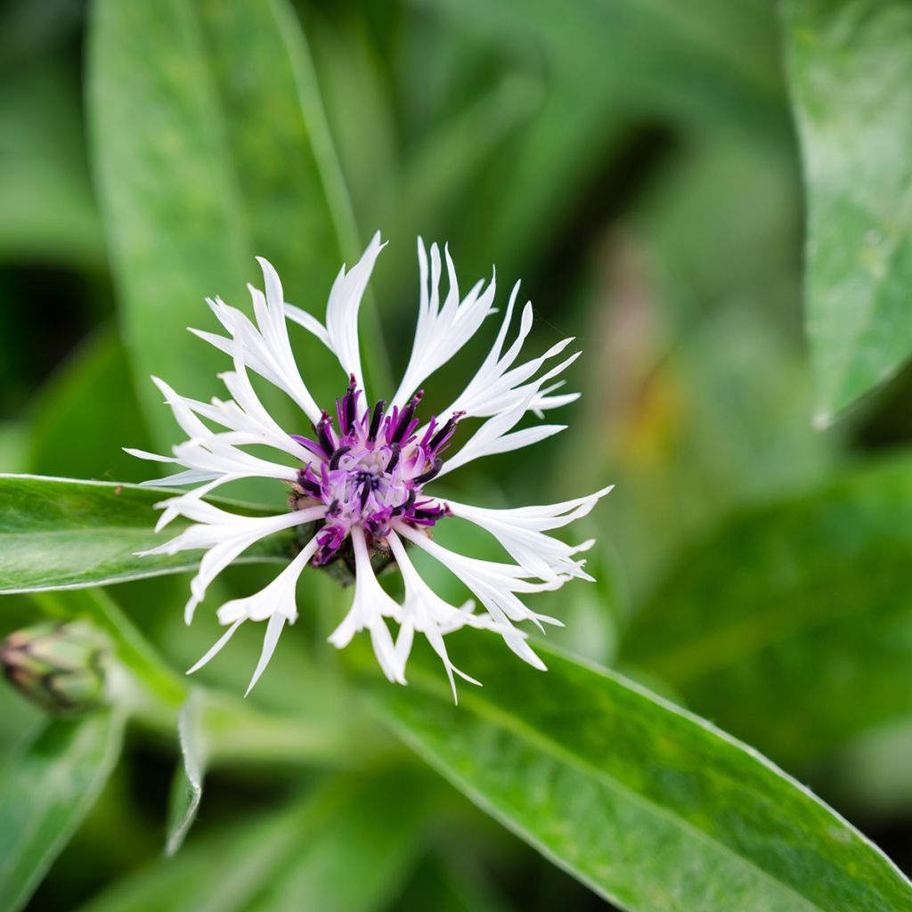 Centaurea montana Purple Heart - Fiordaliso montano