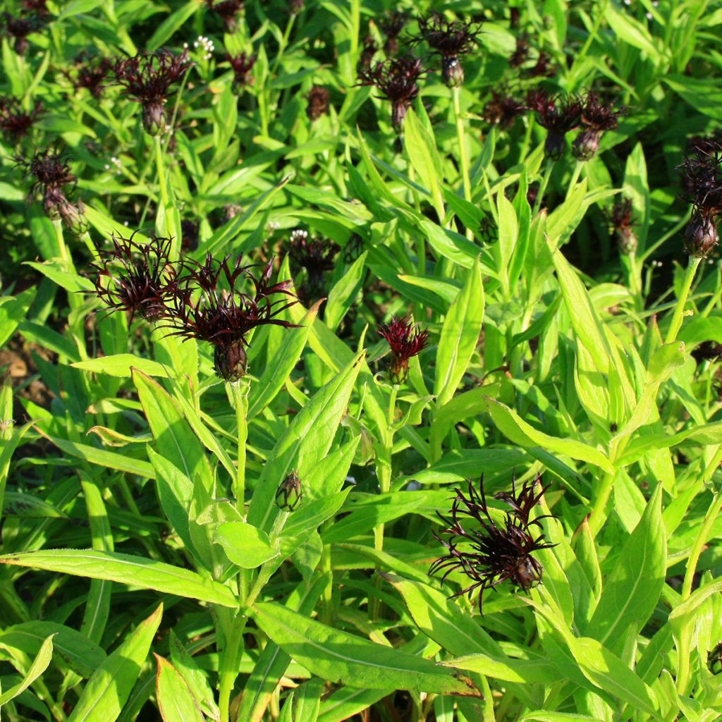 Centaurea montana Black Sprite - Fiordaliso montano
