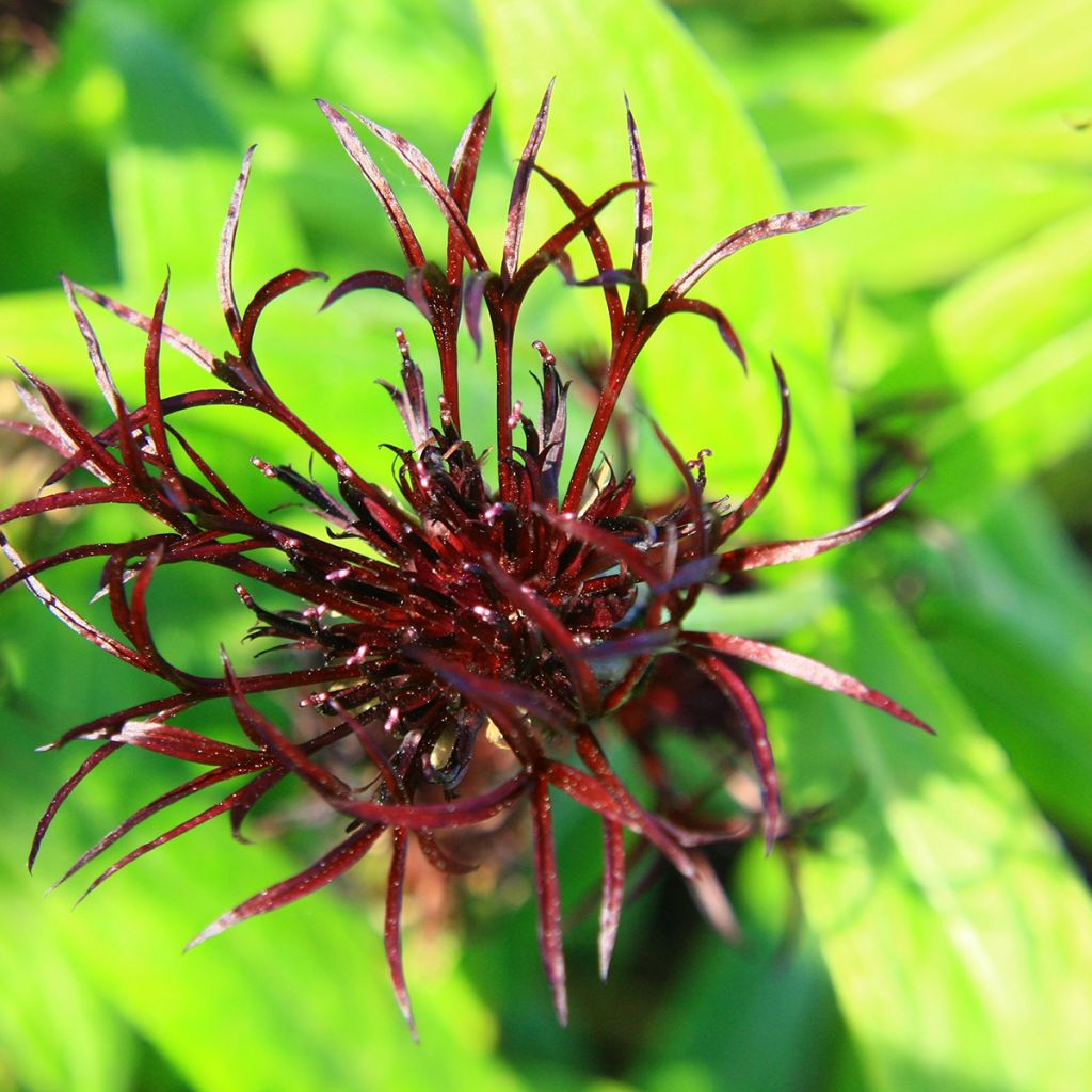 Centaurea montana Black Sprite - Fiordaliso montano