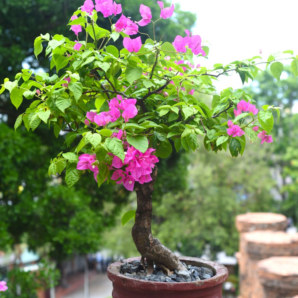 Bougainvillea Mini Thaï