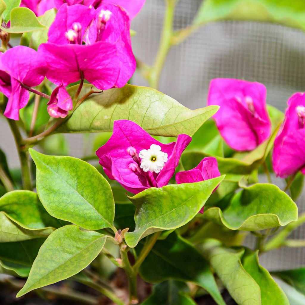 Bougainvillea Mini Thaï