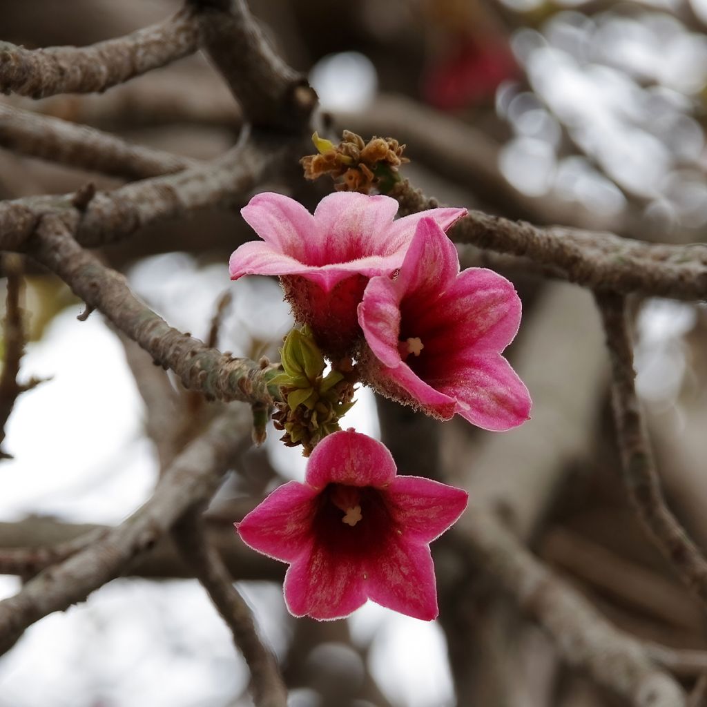 Brachychiton discolor - Albero fiamma rosa