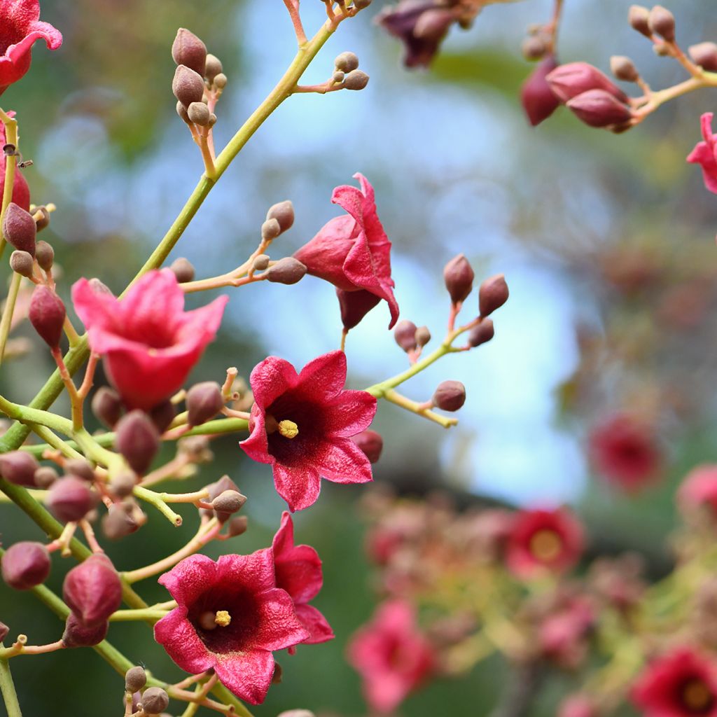 Brachychiton discolor - Albero fiamma rosa