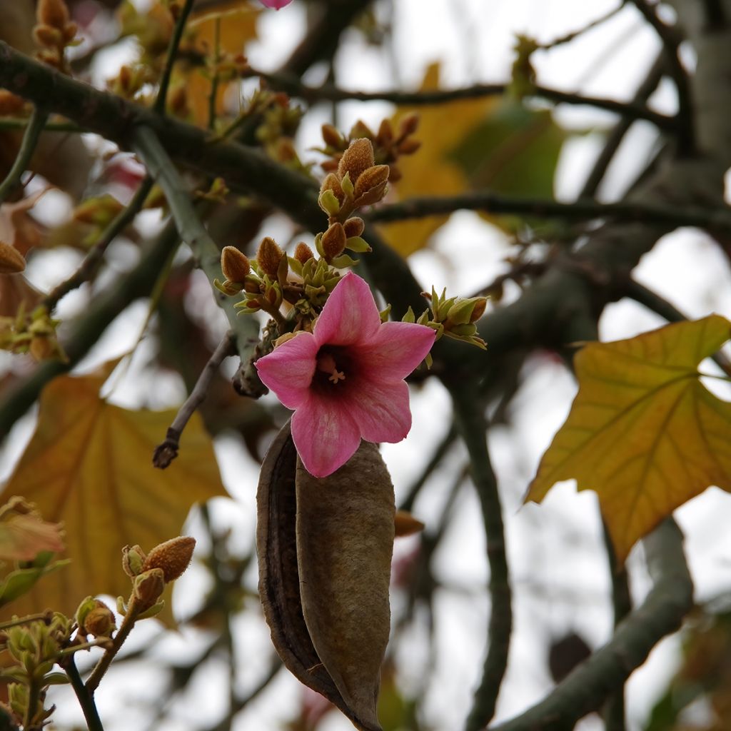 Brachychiton discolor - Albero fiamma rosa