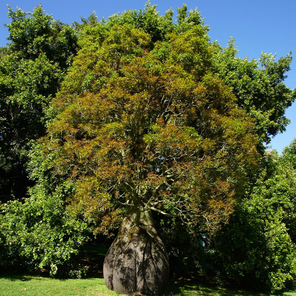 Brachychiton rupestris - Albero della bottiglia