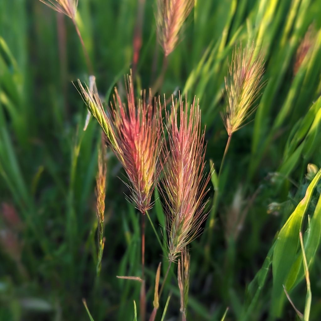 Bromus rubens (semi)