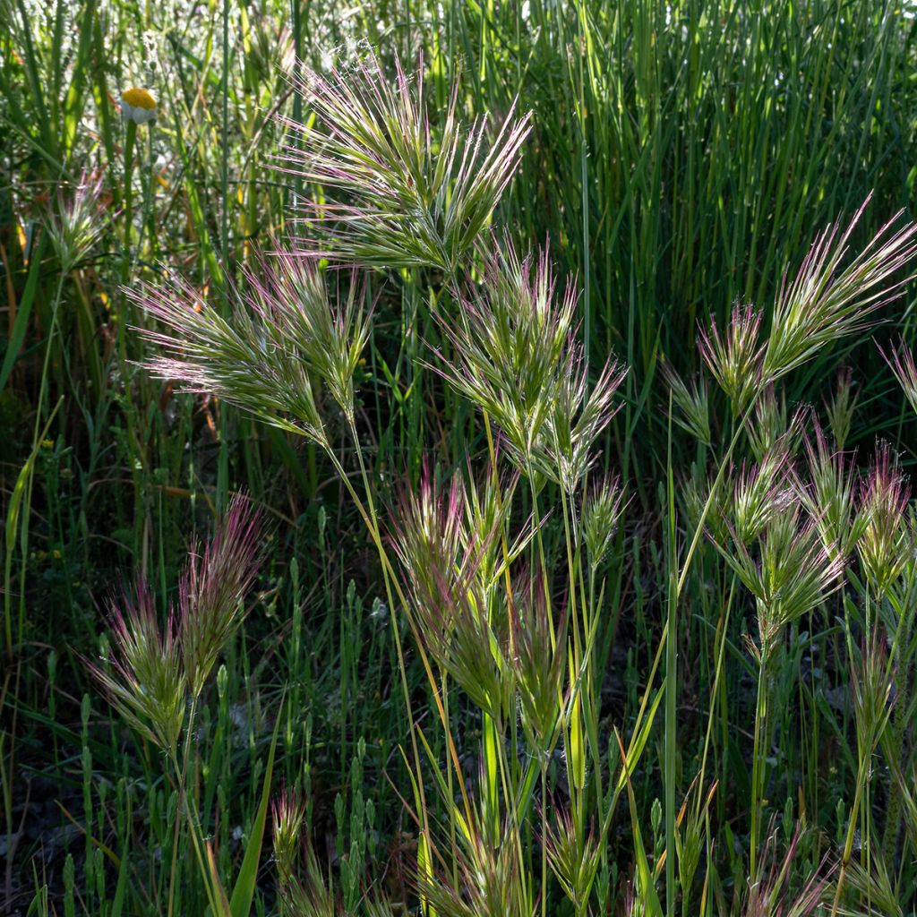 Bromus rubens (semi)