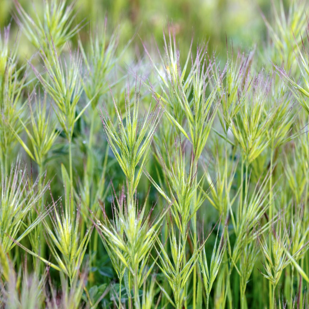 Bromus rubens (semi)