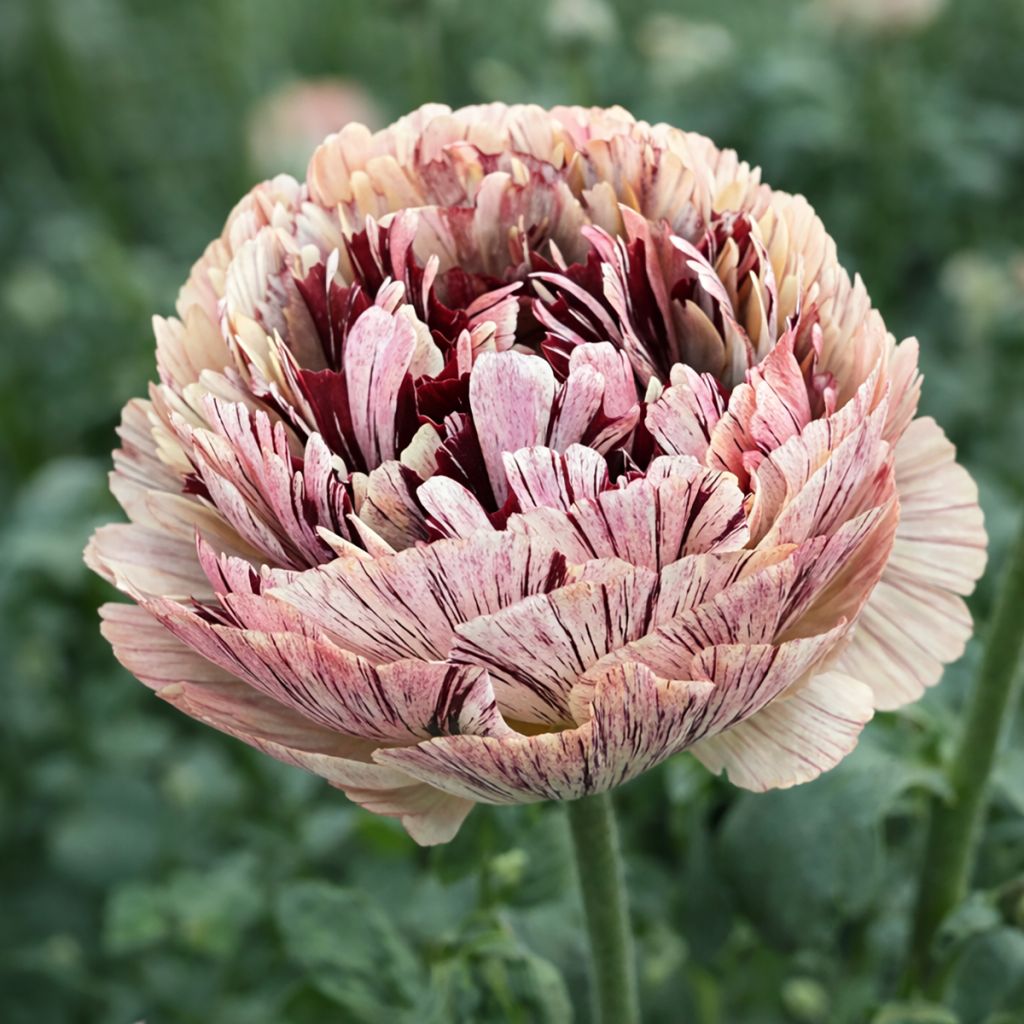 Ranuncolo asiatico Brushmark Verona – Ranunculus asiaticus