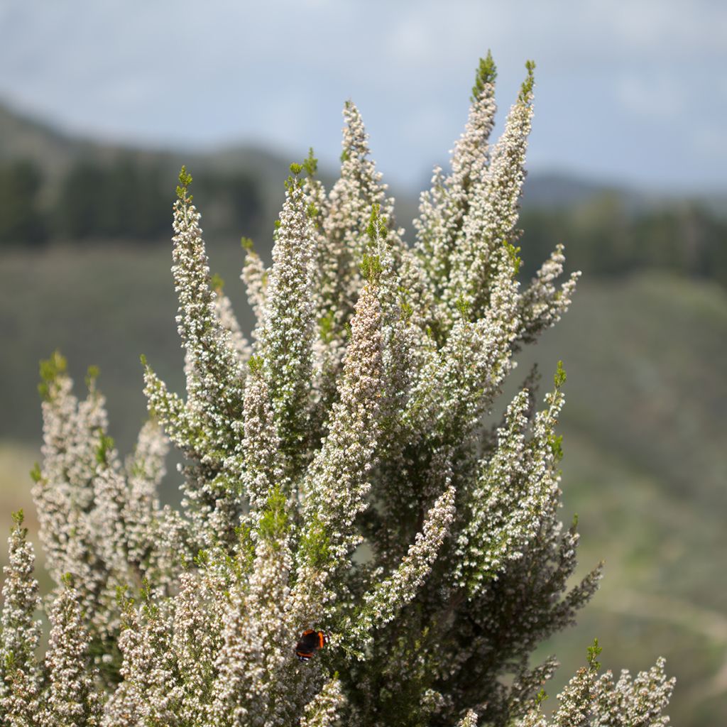 Erica arborea Pink Joy