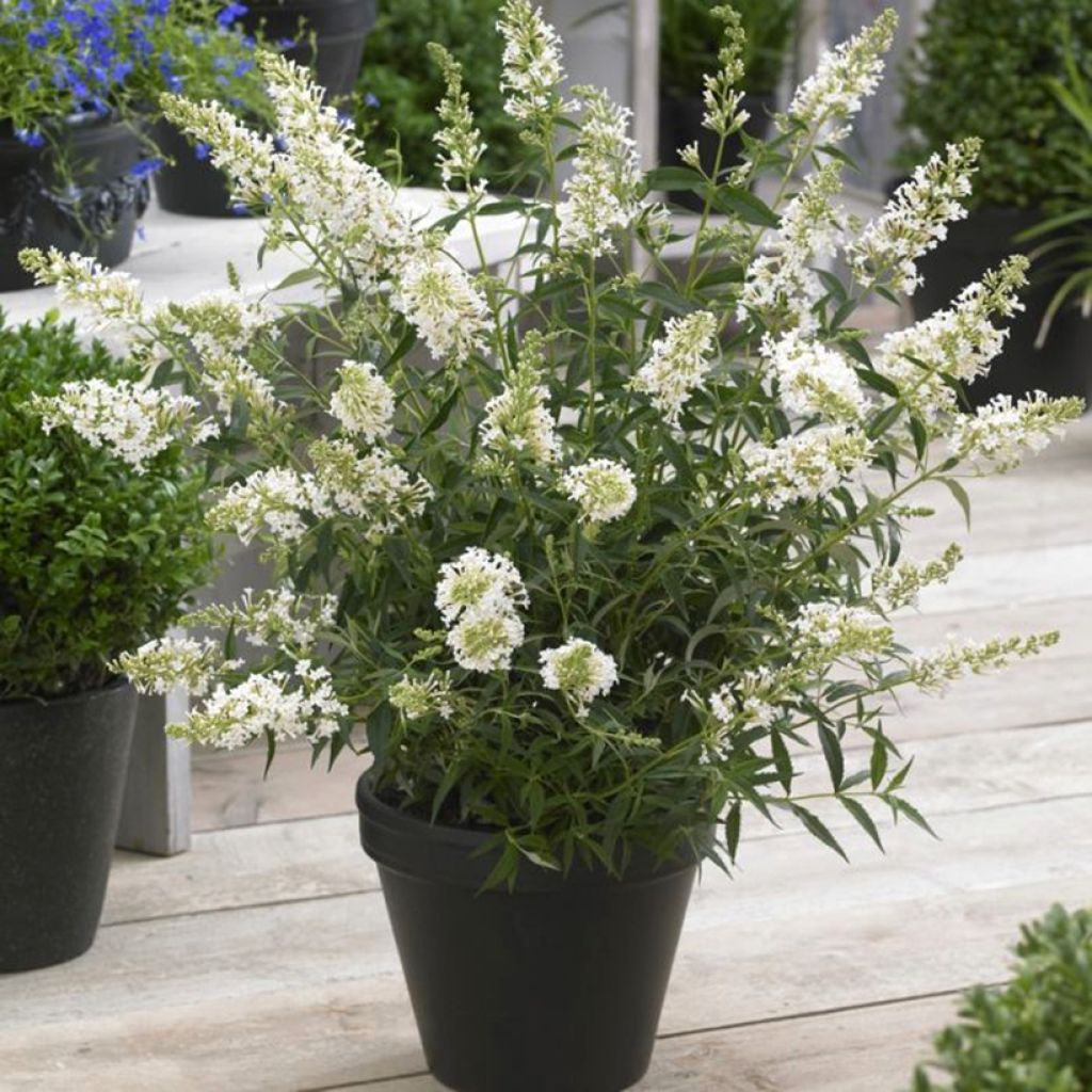 Albero delle farfalle Butterfly Tower White