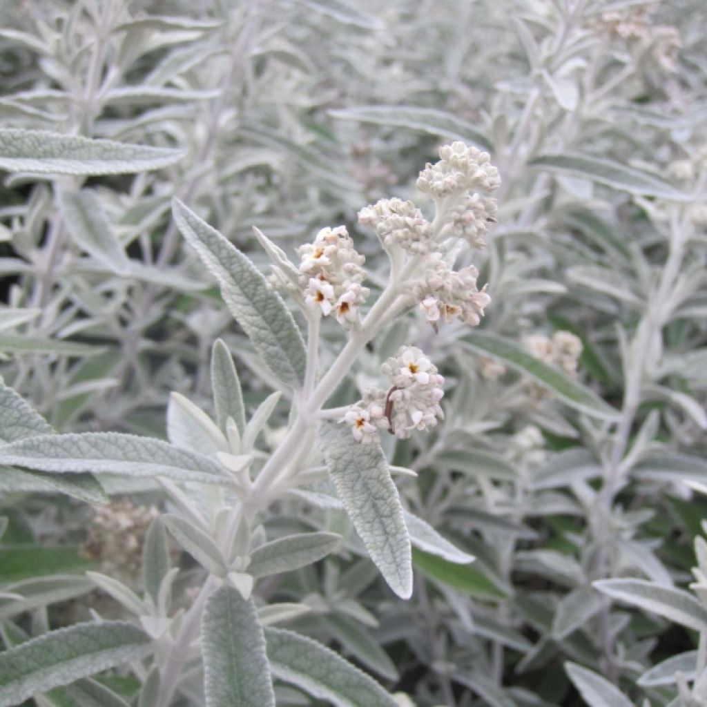 Albero delle farfalle Silver Anniversary