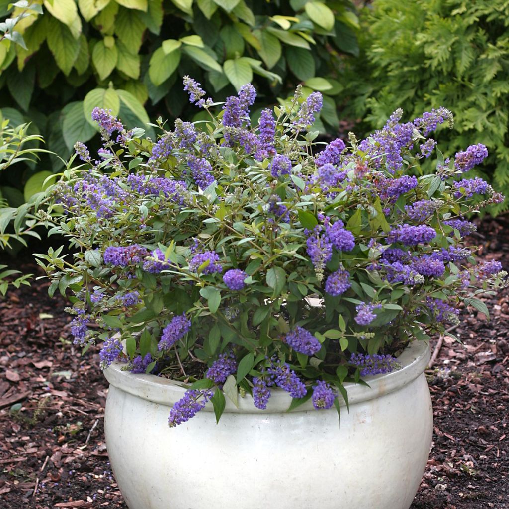 Albero delle farfalle Blue Chip