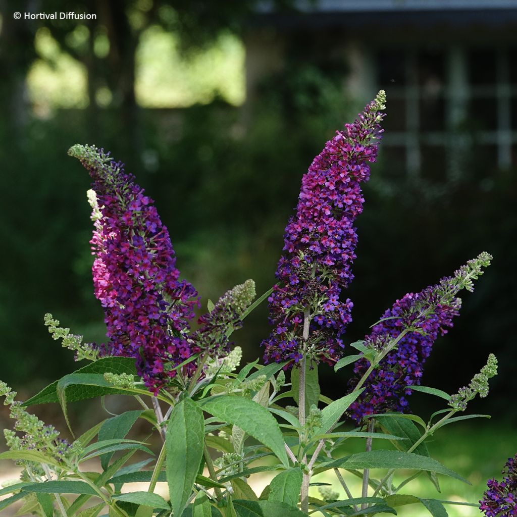 Albero delle farfalle davidii Rêve de Papillon Violet