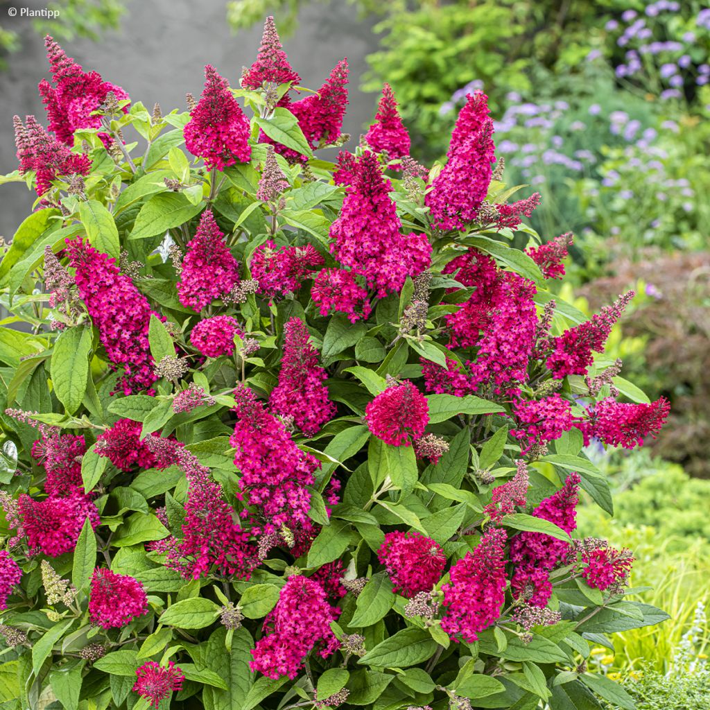 Albero delle farfalle Butterfly Candy Little Ruby