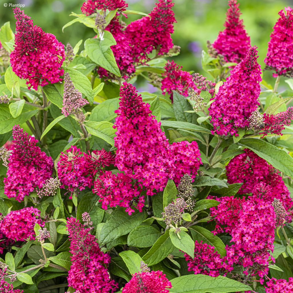 Albero delle farfalle Butterfly Candy Little Ruby