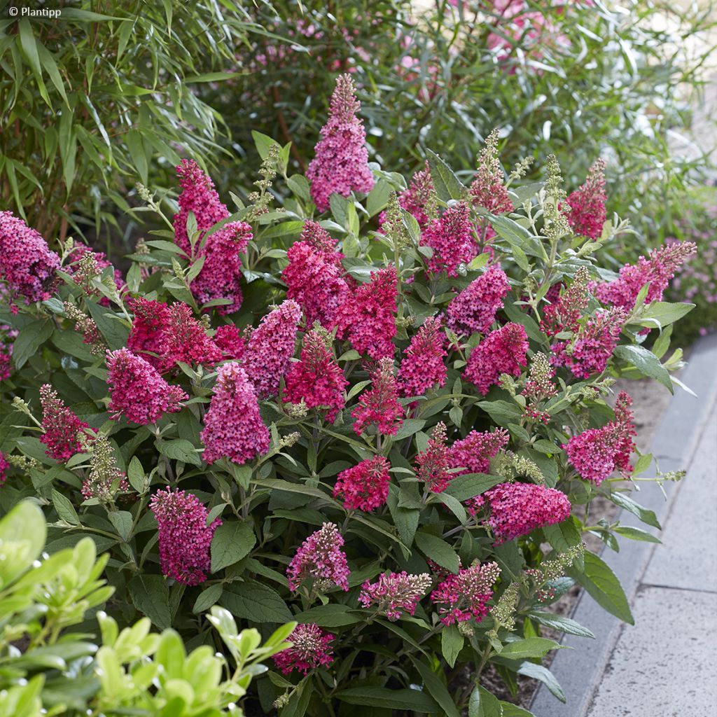 Albero delle farfalle Butterfly Candy Little Ruby