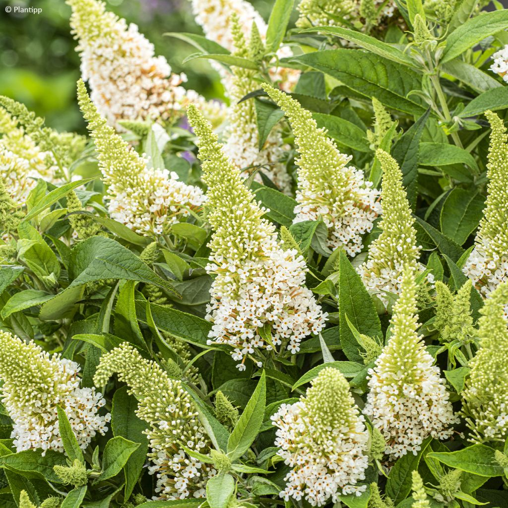 Albero delle farfalle Butterfly Candy Little White