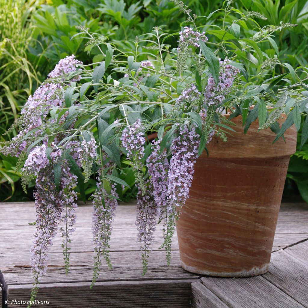 Albero delle farfalle Wisteria Lane