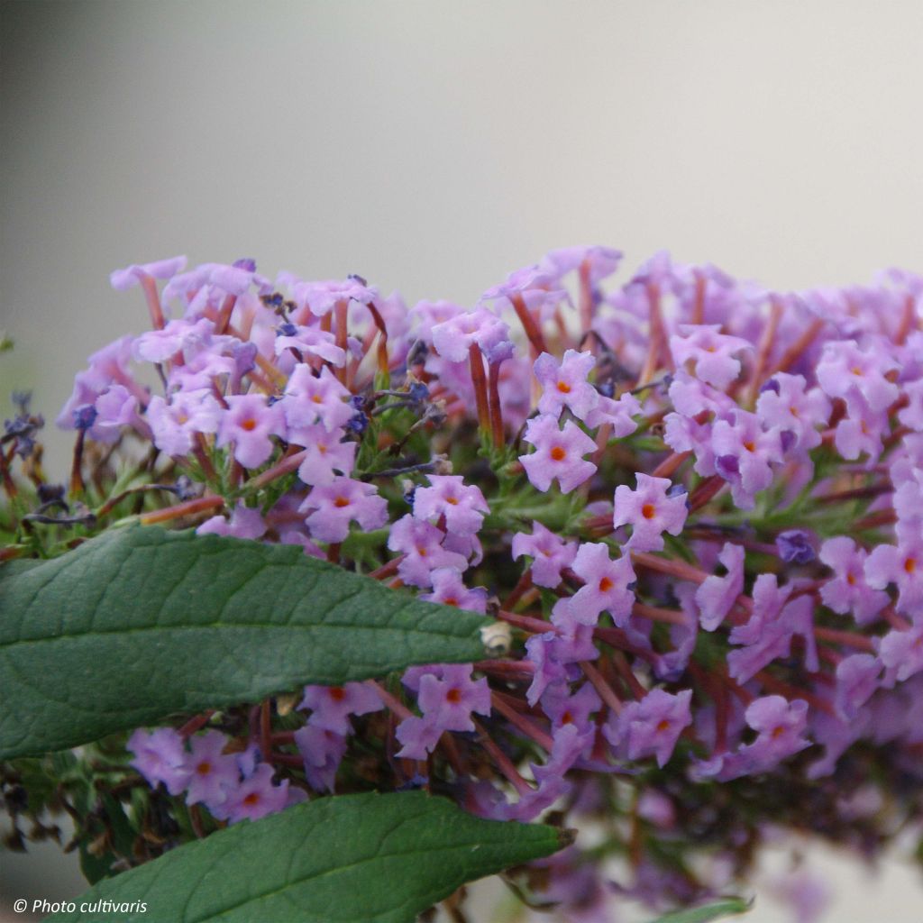 Albero delle farfalle Wisteria Lane