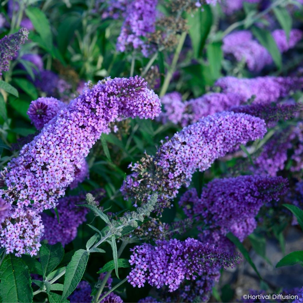 Buddleja davidii Rêve de Papillon Lavender - Arbre aux papillons