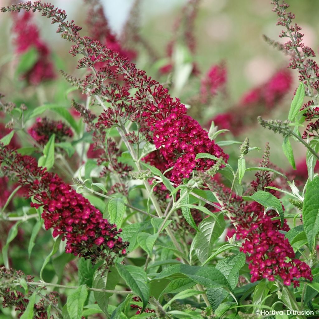 Albero delle farfalle Rêve de Papillon Red