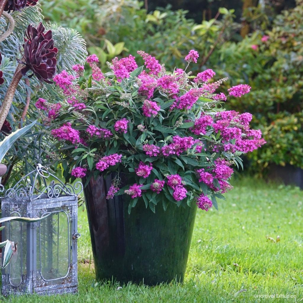 Buddleja davidii Tiny Buddy Hot Pink - Albero delle farfalle
