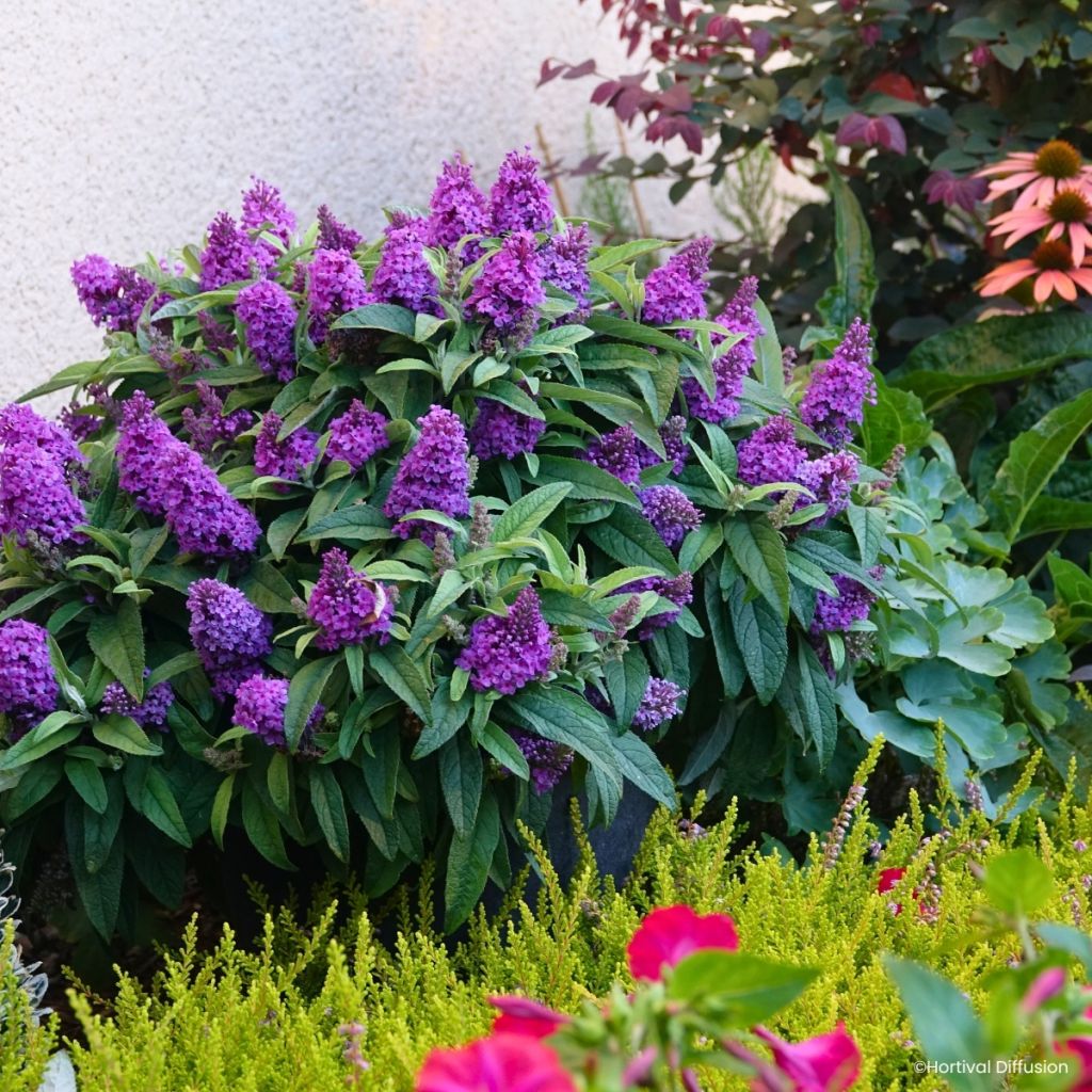 Buddleja davidii Tiny Buddy Violet - Albero delle farfalle