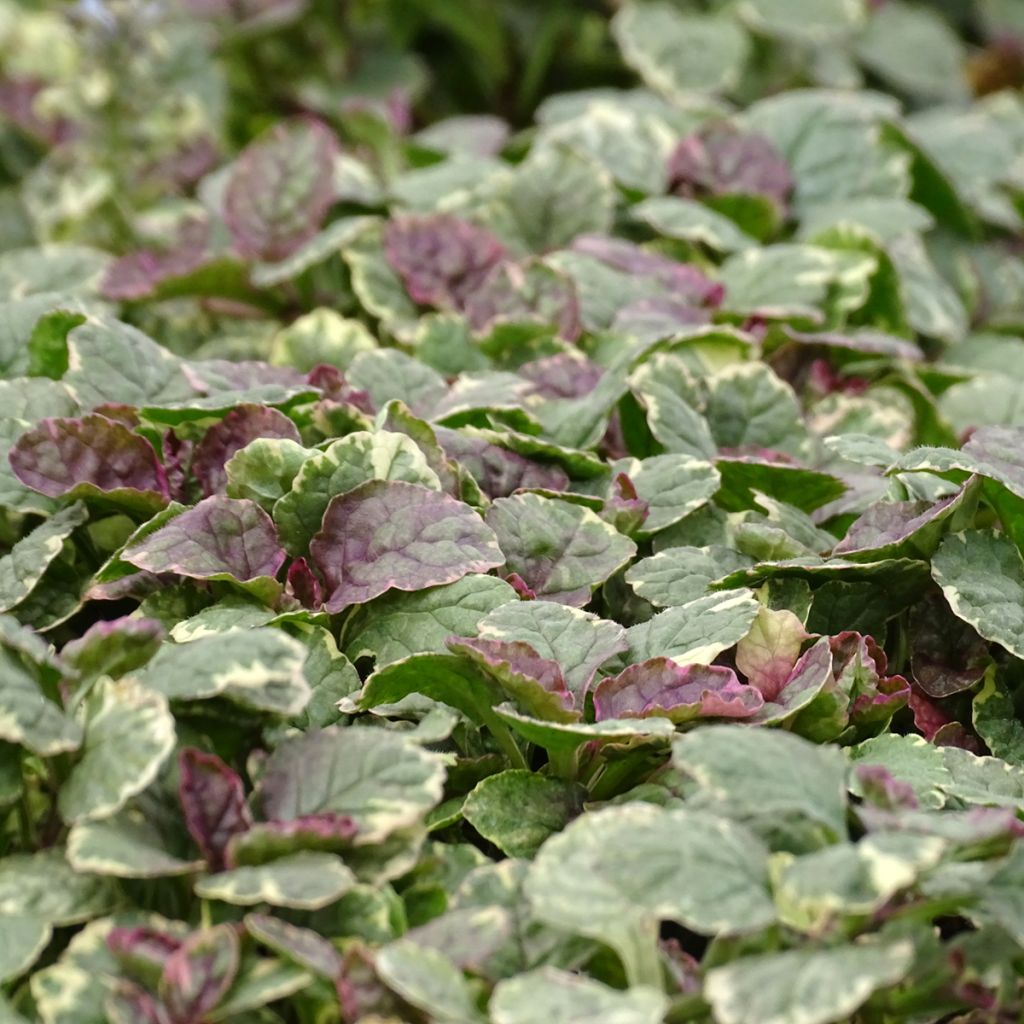 Ajuga reptans Burgundy Glow - Bugola