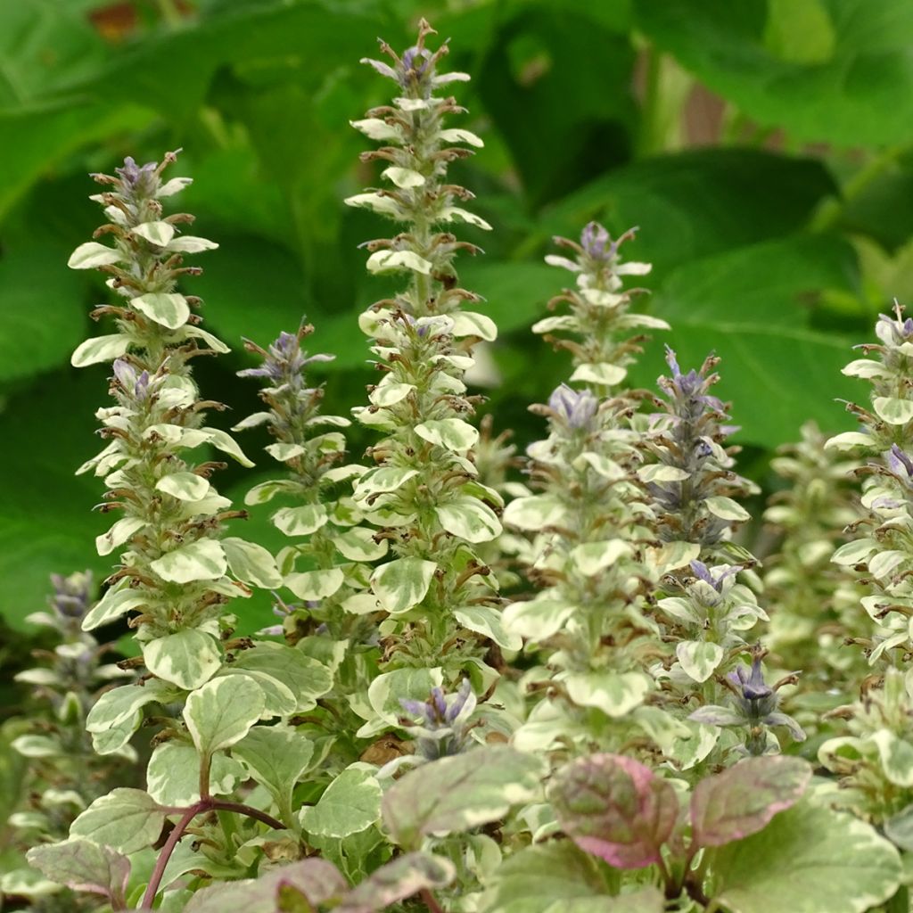 Ajuga reptans Burgundy Glow - Bugola