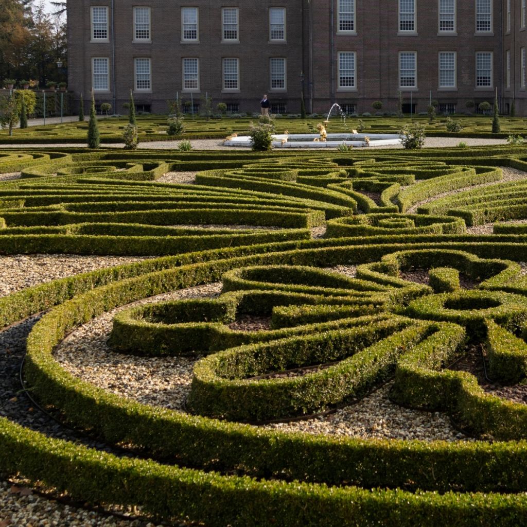 Buxus Betterbuxus Babylon Beauty - Bosso