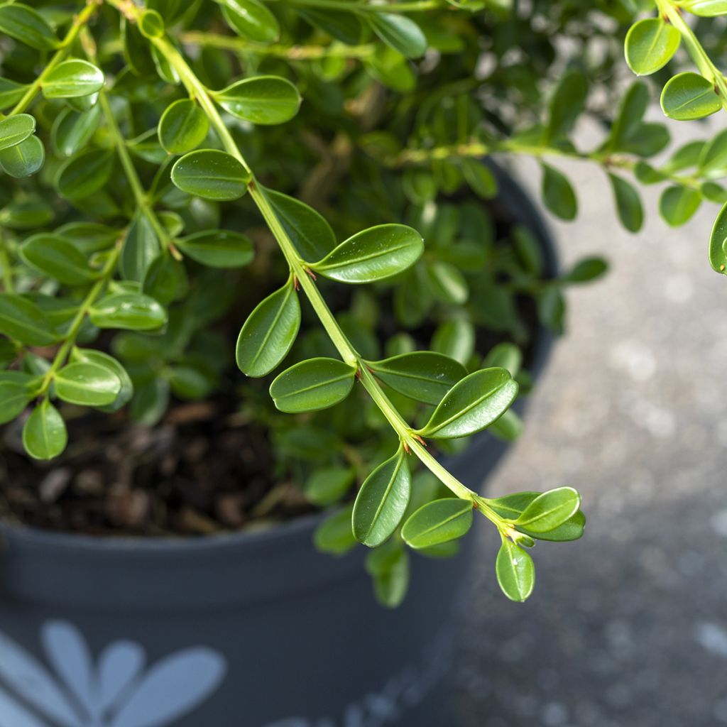 Buxus Betterbuxus Renaissance - Bosso