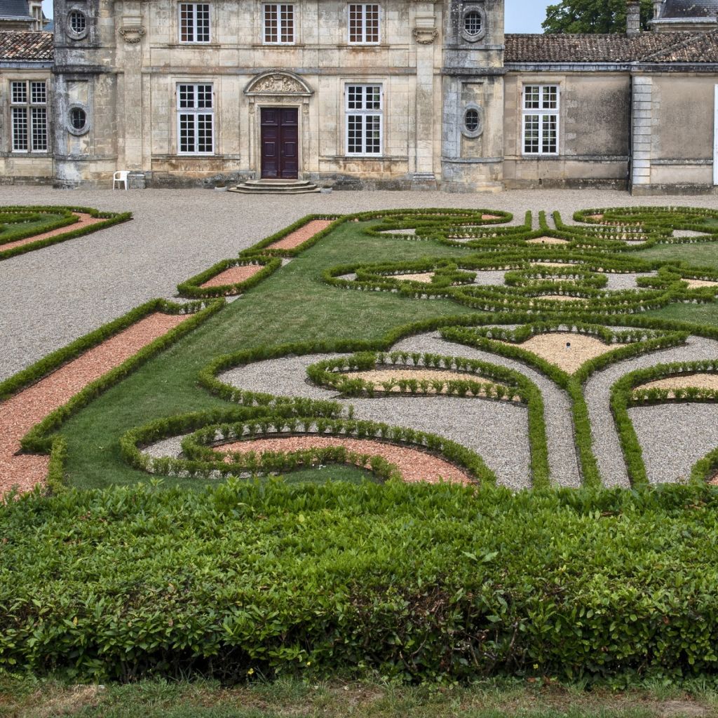 Buxus Betterbuxus Renaissance - Bosso