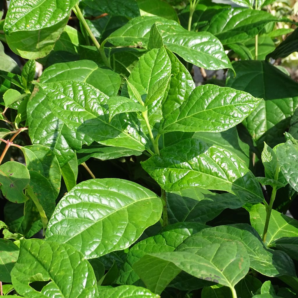 Calycanthus floridus Michael Lindsay - Calicanto d'Estate