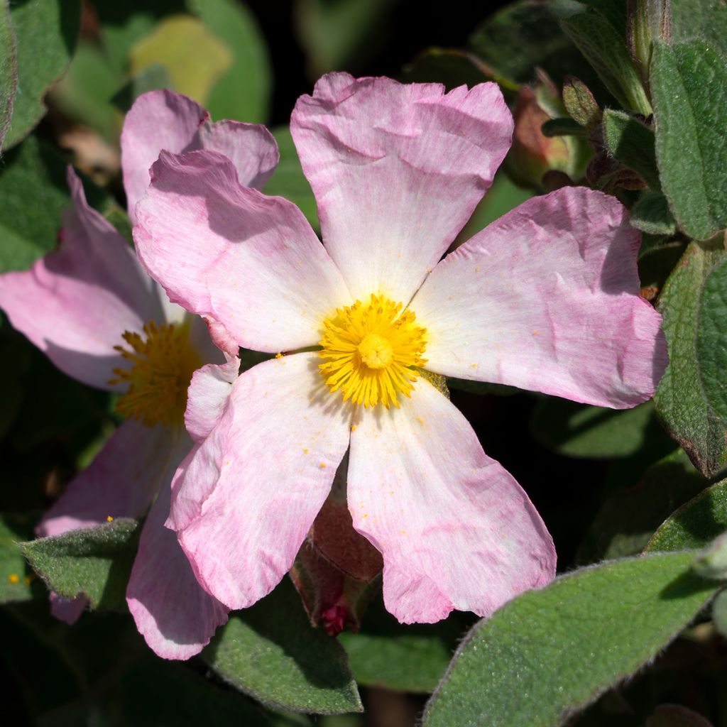 Cistus lenis Grayswood Pink - Cisto