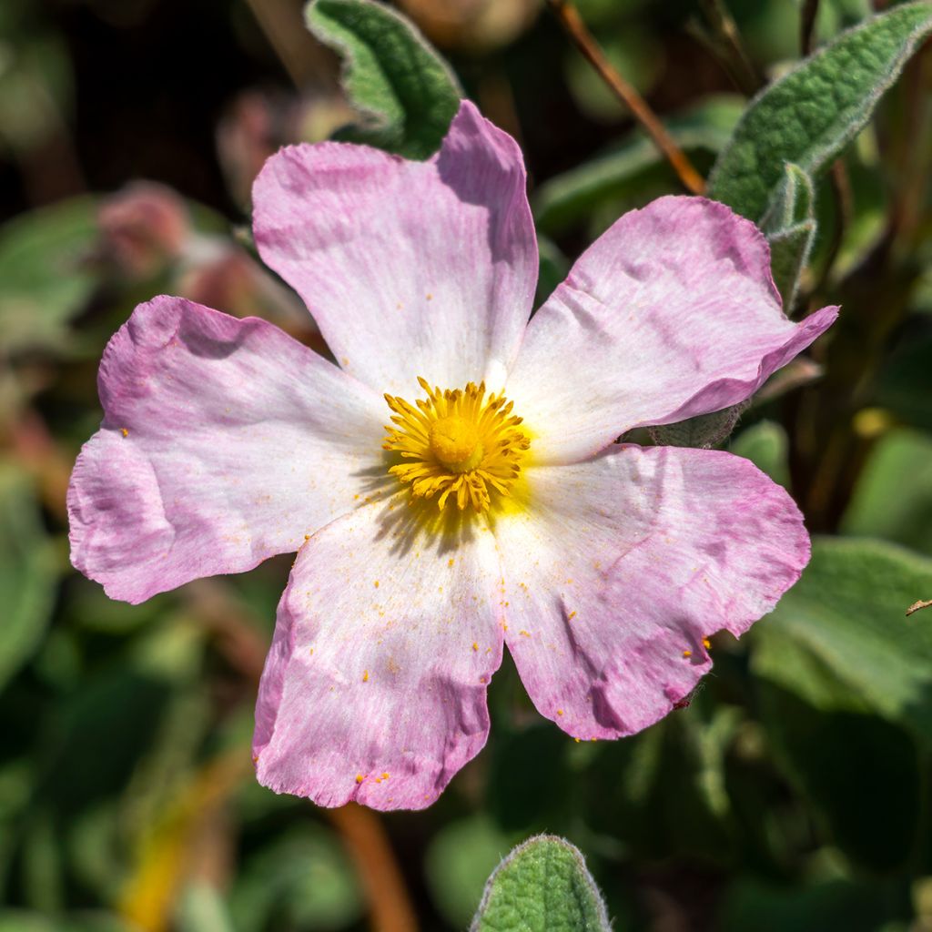 Cistus lenis Grayswood Pink - Cisto